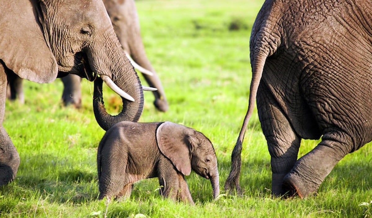 baby elephant